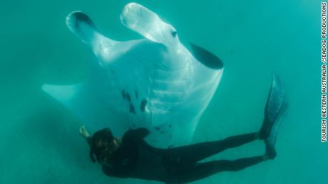 Manta ray filmed seeking help from divers in remarkable underwater encounter
