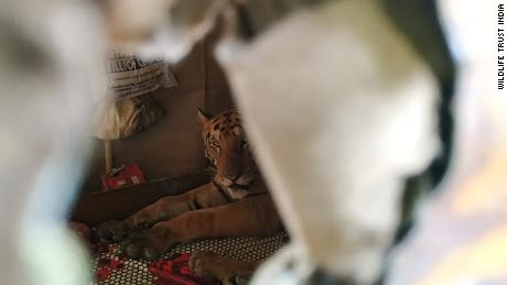 Tiger takes catnap on bed in Indian home after fleeing huge floods