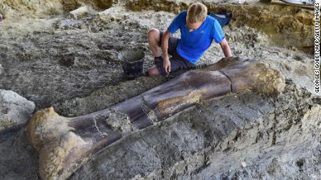Maxime Lasseron, researching his doctorate at the National Museum of Natural History of Paris, inspects the femur of a Sauropod on July 24, 2019, after it was discovered earlier in the week during excavations at the palaeontological site of Angeac-Charente, near Châteauneuf-sur- Charente, south western France. - The 140 million-years-old, two meters long, 500 kilogramme femur of the Jurassic period Sauropod, the largest herbivorous dinosaur known to date, was discovered nestled in a thick layer of clay by a team of volunteer excavators from the National Museum of Natural History working at the palaeontological site. Other bones from the animal&#39;s pelvis were also unearthed. (Photo by GEORGES GOBET / AFP)        (Photo credit should read GEORGES GOBET/AFP/Getty Images)