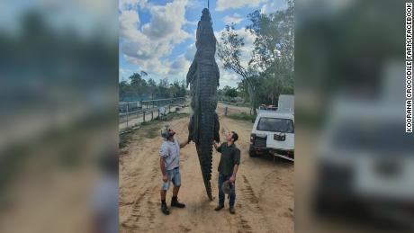Mystery as surgical plate found in 15-foot crocodile&#39;s stomach