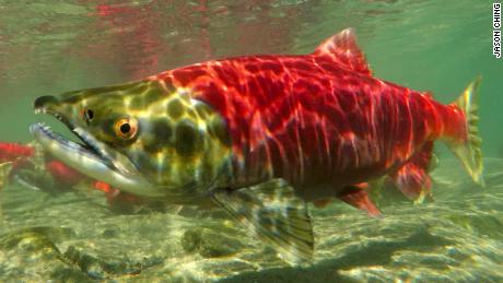 The Bristol Bay watershed is one of the world&#39;s most valuable wild salmon fisheries.