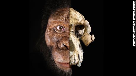 Reveal the new face of a 3.8 million year old human ancestor