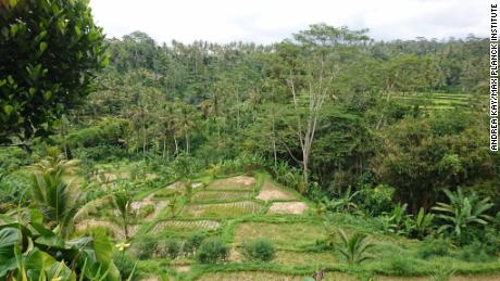 Human processing of slopes for rice cultivation, Ubud, Bali.