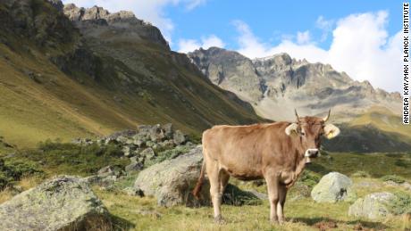 Seasonal grazing of high altitude herds is still practiced in many parts of the world as
here in the Italian Alps.