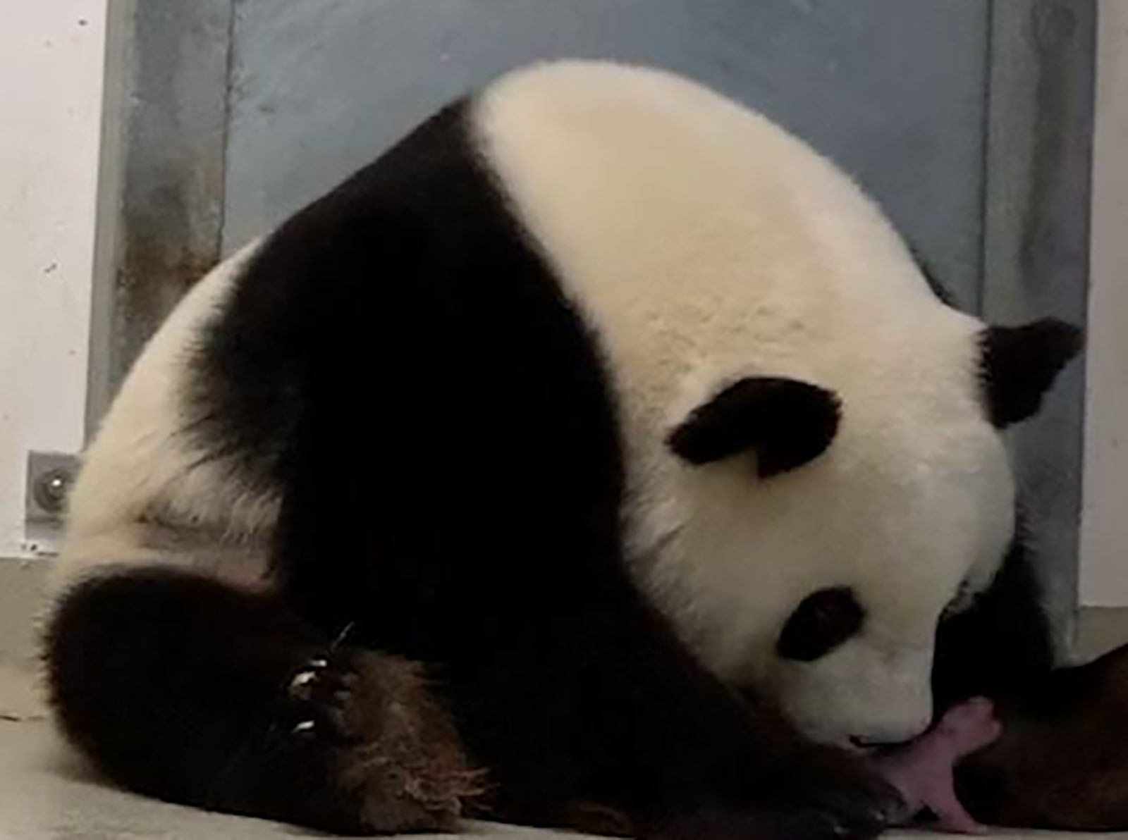 Twin Giant Panda Cubs Born In Berlin Zoo Cnn Travel