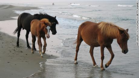 Wild horses walking on the beach of the suburbs