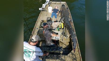 Shelby Snelson poses with the alligator and a member of the lethal guide service team.