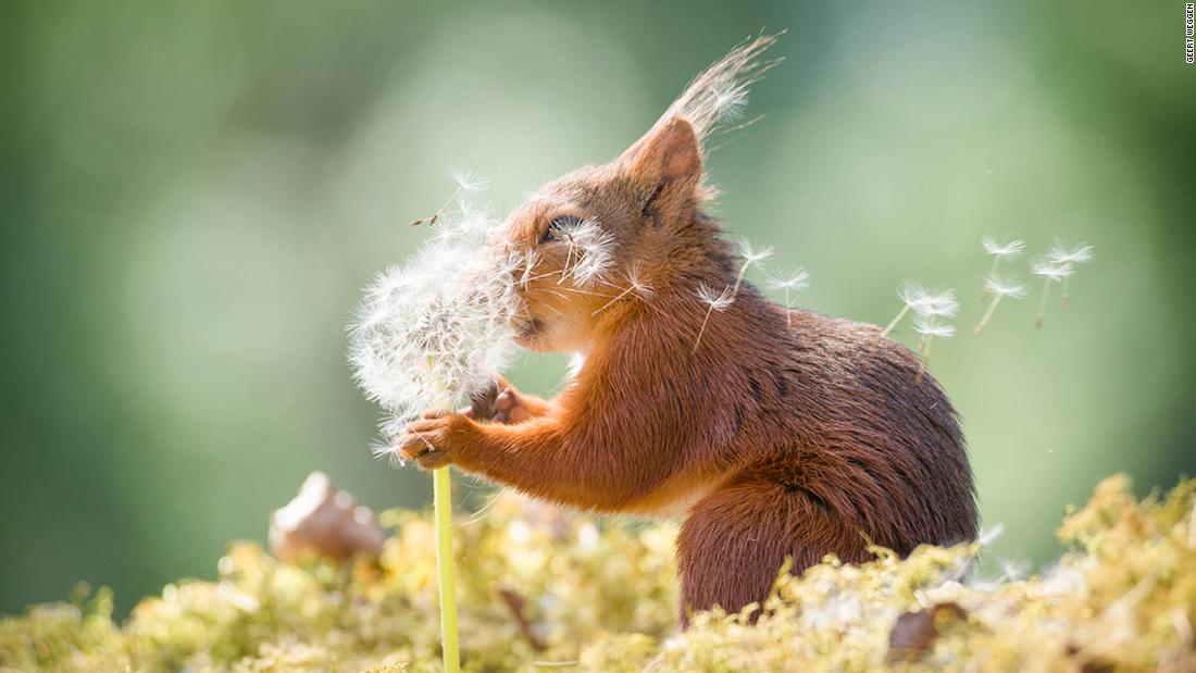 2019 Comedy Wildlife Photography Awards: Animals show their funny side |  CNN Travel