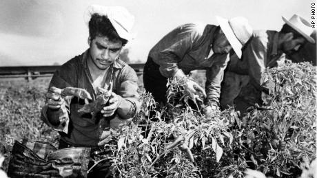 Mexican migrant workers, employed under the Bracero Program to harvest crops on Californian farms, are shown picking chili peppers in this 1964 photograph.