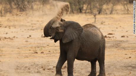 Simbabwe vermutet eine bakterielle Krankheit hinter dem Tod von Elefanten