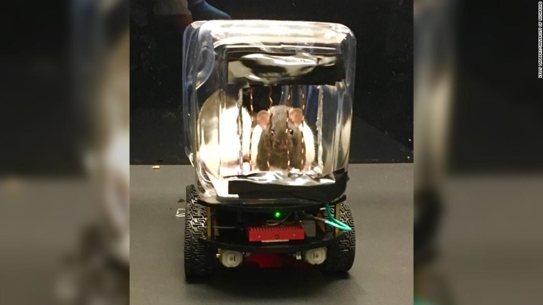 Scientists taught rats to drive little rat-sized cars. It could advance human mental health treatment