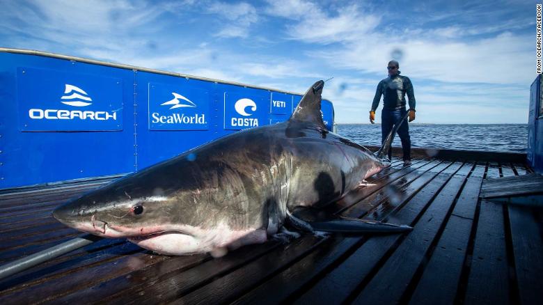 A 2,000-pound great white shark has been spotted near Miami