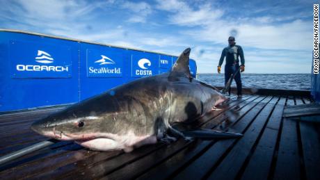 A 2,000-pound great white shark is swimming off the coast of Florida