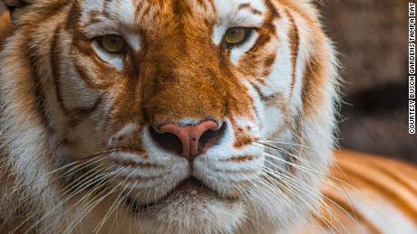 There are more tigers in captivity in the US than in the wild