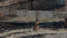 A lone joey is pictured on a scorched patch of ground in Torrington on November 11.