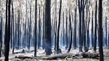 Burnt trees dot the landscape in Old Bar on November 10.