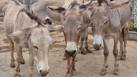 Donkey population decimated by Chinese medicine demand