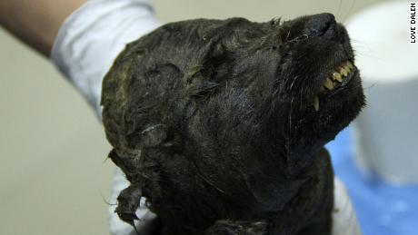 Is it a dog or is it a wolf? 18,000-year-old frozen puppy leaves scientists baffled