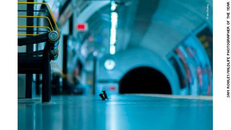 Photo of mice squabbling on subway platform wins prestigious photography award