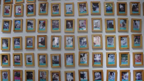 Some of the pets for whom Li and Joypets have performed services over the past four years in Beijing.