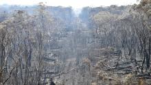 A landscape of burnt trees is pictured after a bushfire at Mount Weison, in the Blue Mountains, on Wednesday, December 18.