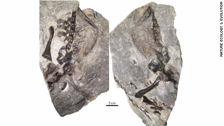 A 300-million-year-old lizard might be the earliest animal to care for its offspring, a new study says
