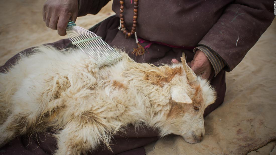 The Pashmina goat herders in a struggle against climate change - CNN
