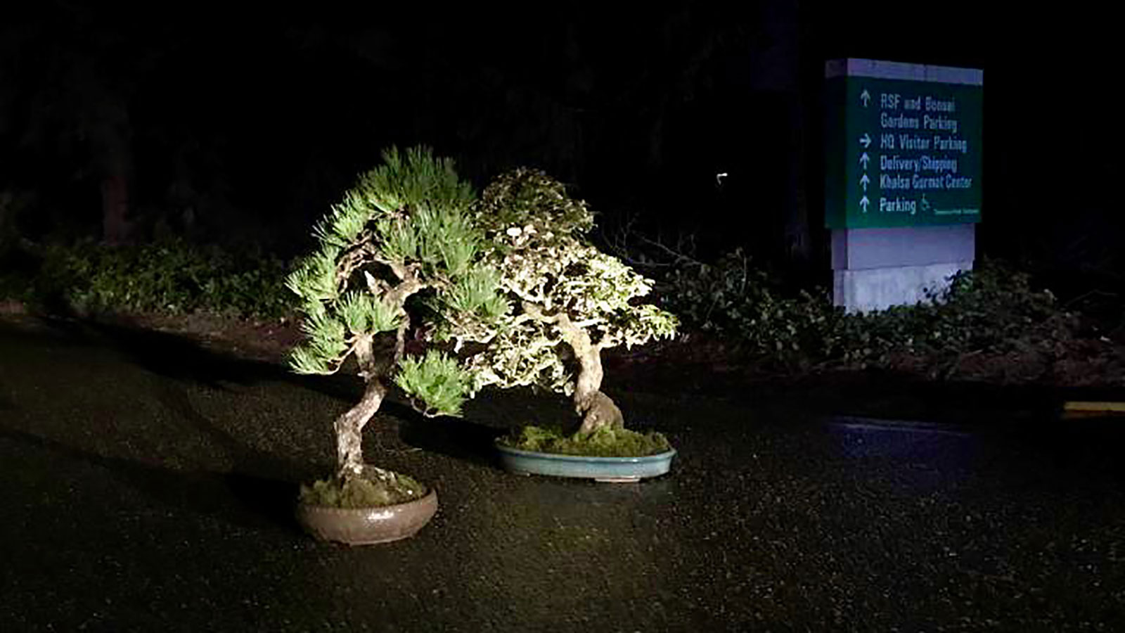 Two Bonsai Trees Are Back At A Museum Days After Being Stolen Cnn Travel
