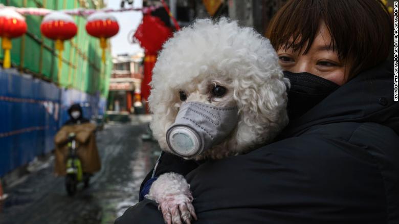Dog in Beijing