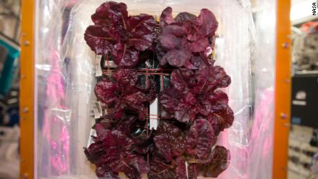 Space-grown lettuce is safe to eat, 공부를 말한다. Delicious, say astronauts