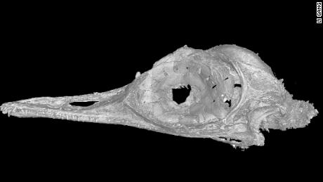 A CT scan of the skull of Oculudentavis by LI Gang, Oculudentavis means eye-tooth-bird, so named for its distinctive features.