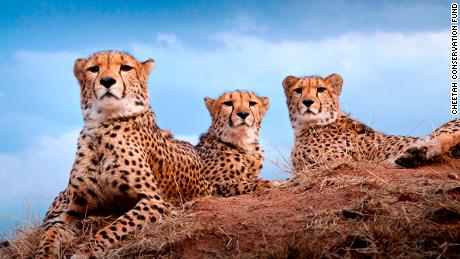 A lab in a remote Namibian city is saving the cheetah from extinction