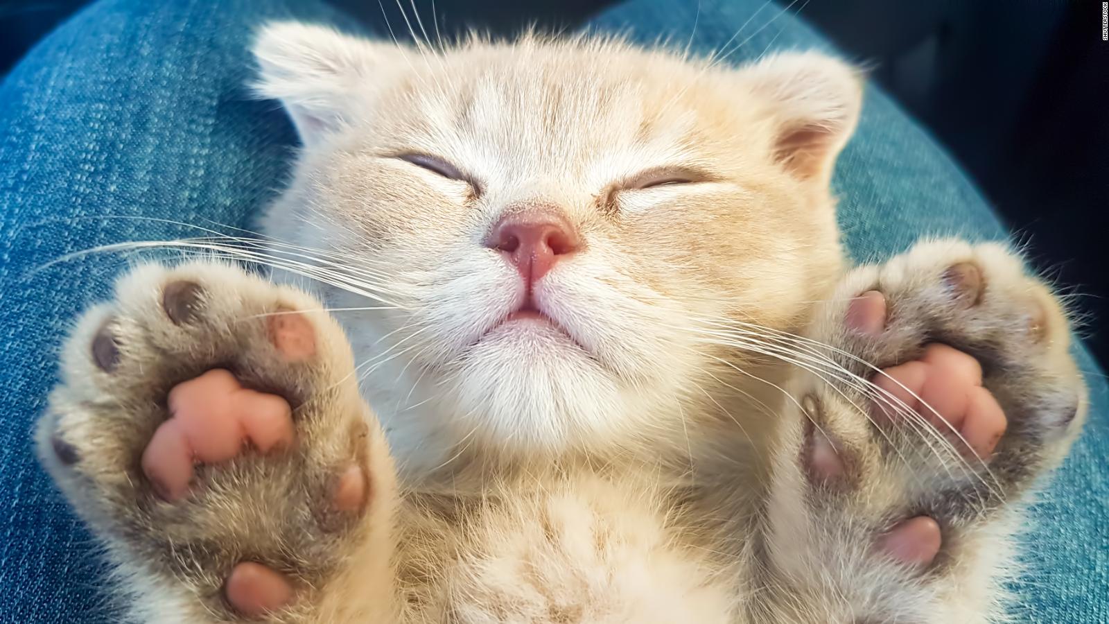 Cats may get coronavirus, but experts say it's nothing to worry about