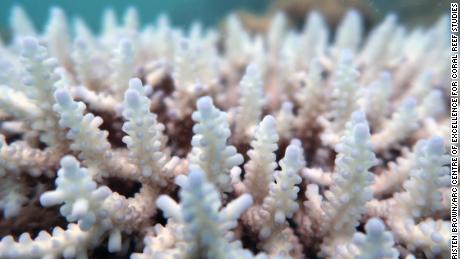 Bleichen ist, wenn Korallen als Stressreaktion auf warme Wassertemperaturen weiß werden. 