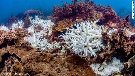 Dieses am März 2020 aufgenommene Foto zeigt das Bleichen von Korallen am Great Barrier Reef in Australien. 