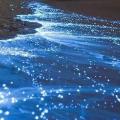 Playas de Acapulco brillan por el fenómeno de bioluminiscencia CNN Video