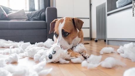 Stressed pets: How to stop it now and when you go back to work