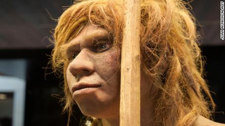 Neandertaler-Väter waren jünger als Homo sapiens, aber Mütter waren älter, heißt es in einer Studie