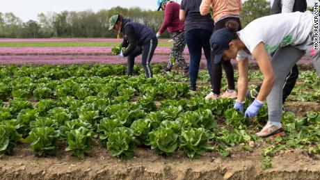 A few weeks ago, they were engineers, chefs and waitresses. Now they&#39;re farming