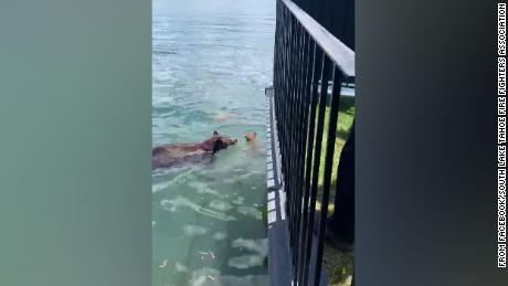 A mama bear was caught on camera rescuing her cubs in South Lake Tahoe 