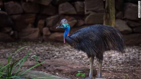 There are three species of cassowary, and they are native to parts of northern Queensland, Australia, and New Guinea. 