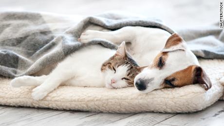Make your rescue or foster pet a &#39;forever&#39; friend  