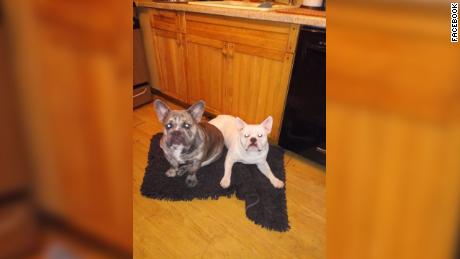 Two of Lisa Urso&#39;s dogs, Blue, left, and Rocco, are pictured. 