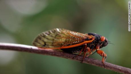 Millions of cicadas are expected to emerge after 17 years underground because, of course, it&#39;s 2020