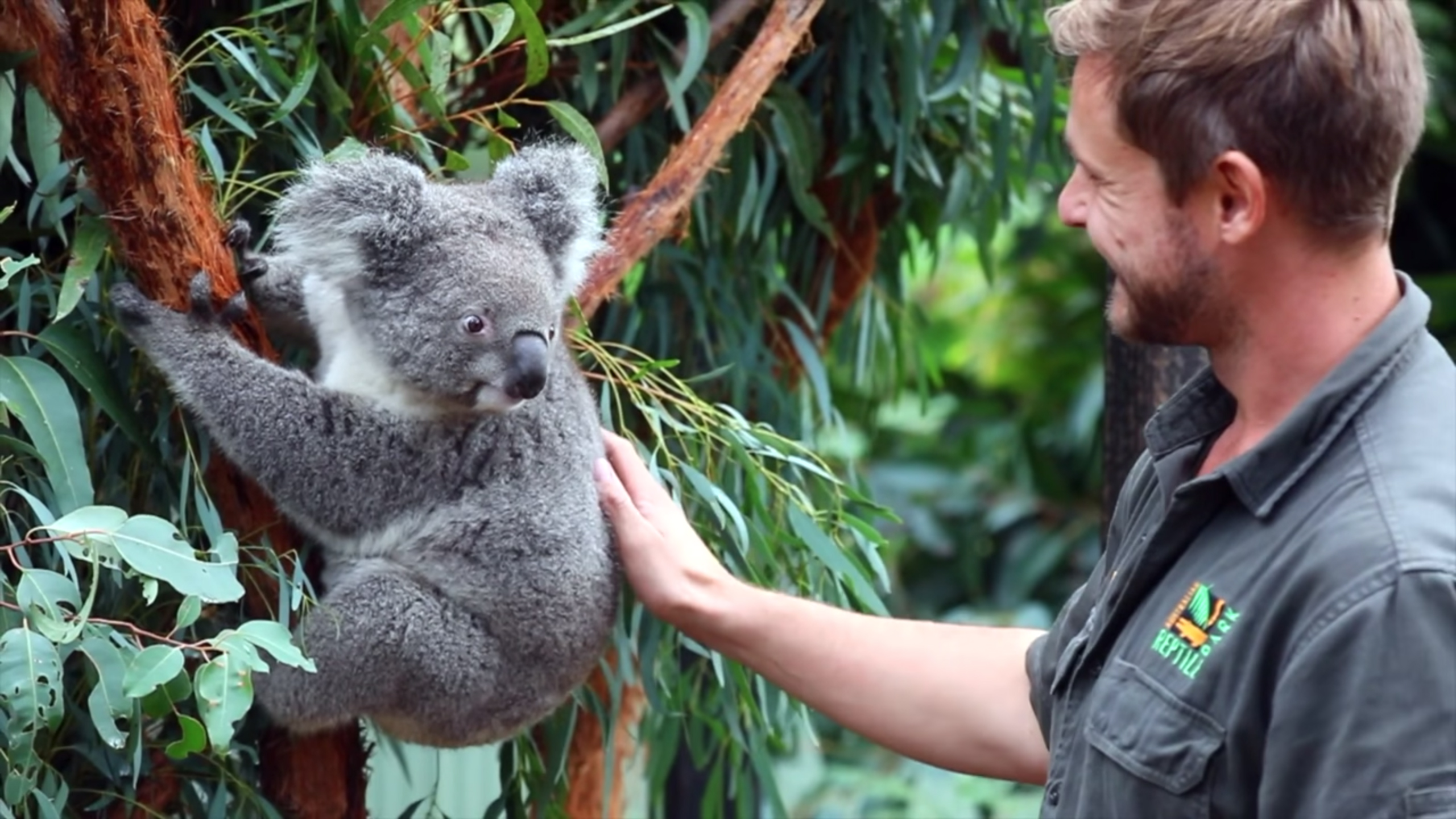 koala baby