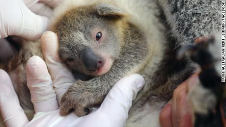 First baby koala born in Australian wildlife park since devastating New South Wales bushfires 