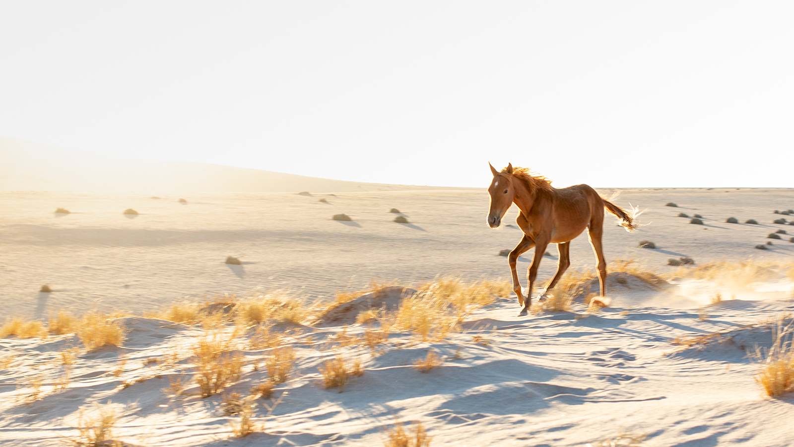 Namibia S Last Wild Horses Face Perilous Future Cnn Travel