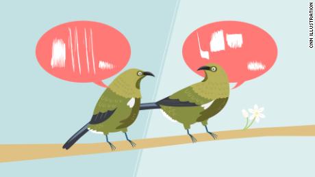Birds aren&#39;t all singing the same song. They have dialects, 너무
