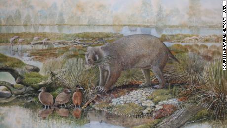 Giant wombat-like creatures, the size of black bears, once walked the earth 
