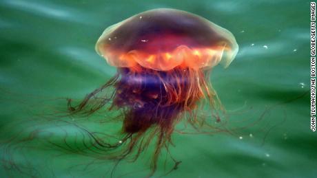 Jellyfish the size of dinner plates are welcoming visitors to Northeast beaches this Fourth of July weekend